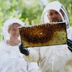 Two beekeepers holding a piece of hive that has bees present on it.